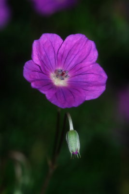 Geranium