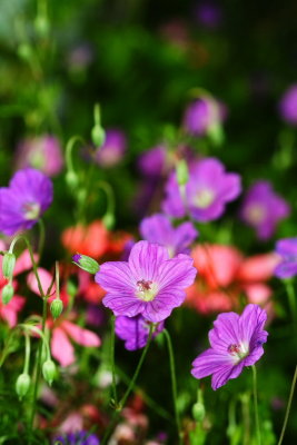 Geranium