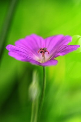 Geranium