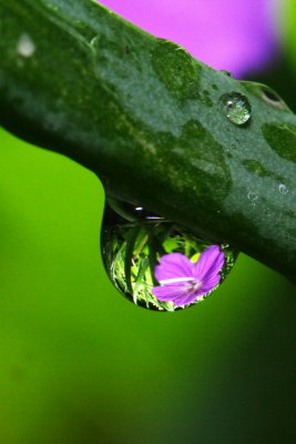 Geranium