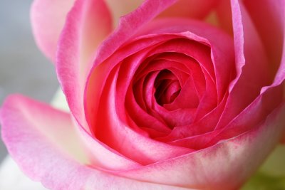 Pink Rose