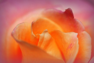 pink rose.JPG