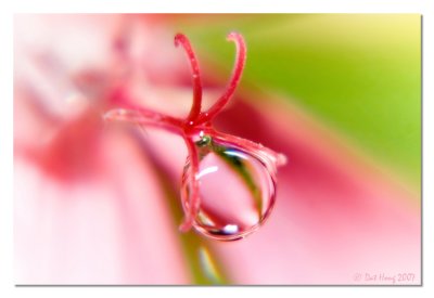 Drop on Stamen