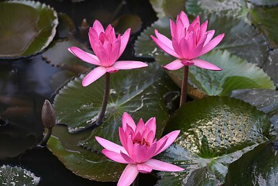 Water Lilies-Vietnam