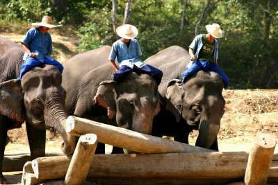 Log Rolling-Chiang Mai