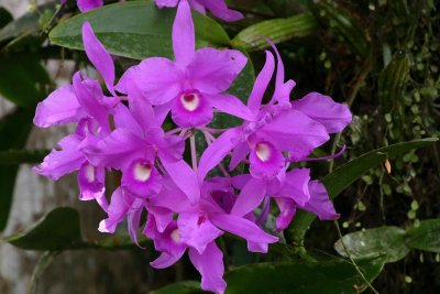 Natlional Flower of Costa Rica