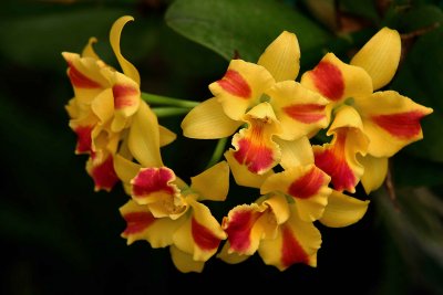Yellow-Red Orchids
