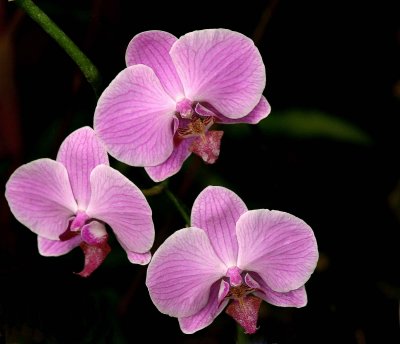 Phalaenopsis Pink Trio
