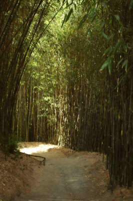 Bamboo trees on either side