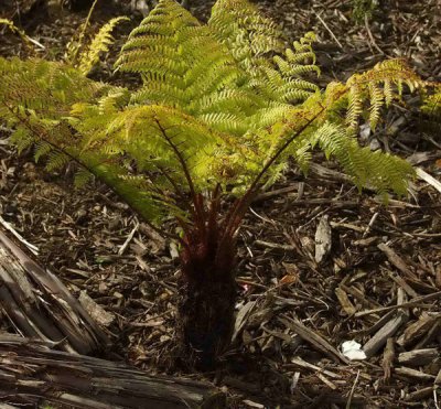 Fern tree