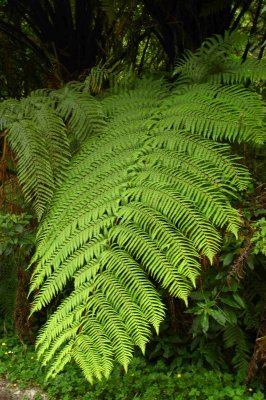 A fern leaf, this is something that you will find every where in this country.