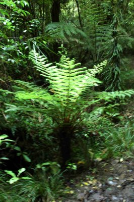 Fern tree