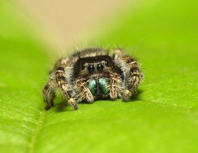 Bold Jumper2.jpg