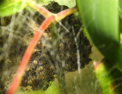 Spider's nest.jpg