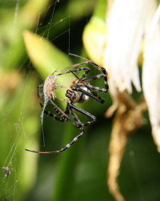 Spider43.jpg
