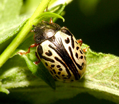 Beetle10.jpg