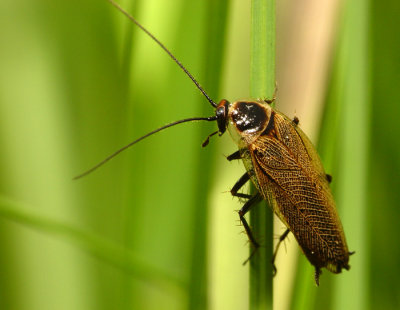 Beetle19.JPG