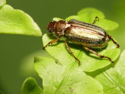 Beetle2.jpg