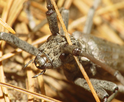 Beetle20.JPG