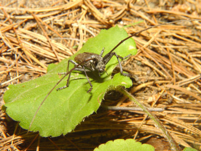 Beetle21.jpg
