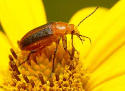 Beetle22.jpg