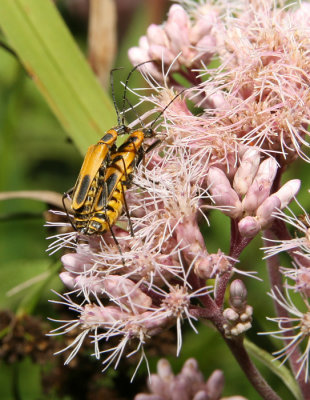 Beetle23.jpg