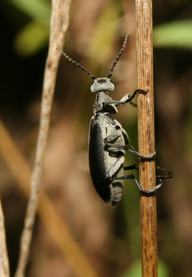 Beetle24.jpg