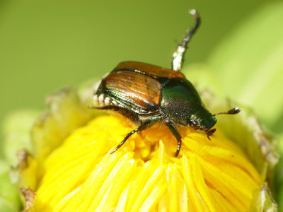 Beetle3.jpg