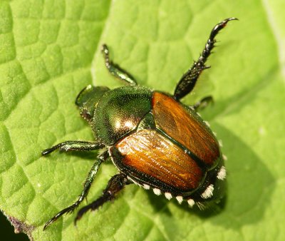 Beetle4.jpg