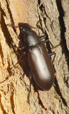 Beetle5.jpg