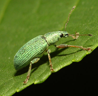 Beetle6.jpg