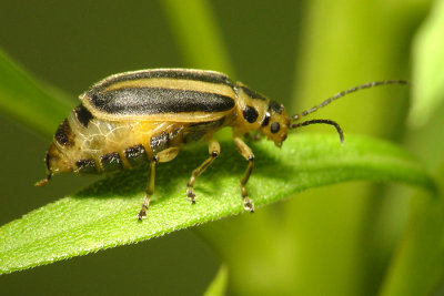 Beetle7.jpg