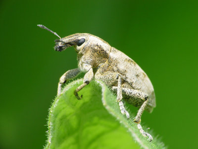 Beetle9.jpg