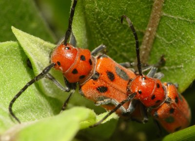 Bugs in love1.jpg