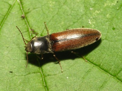 Click beetle.jpg