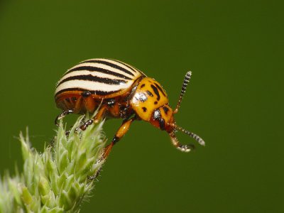 Colorado beetle.jpg