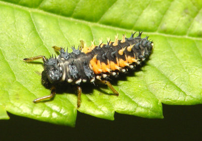 Ladybug larva.jpg