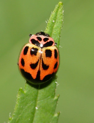Ladybug1.jpg
