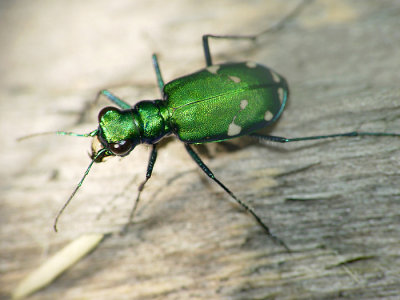 Tiger beetle.jpg