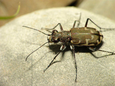 Tiger beetle3.jpg