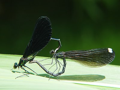 damselflies