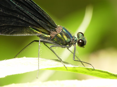 Damselfly15.jpg