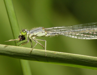 Damselfly17.JPG