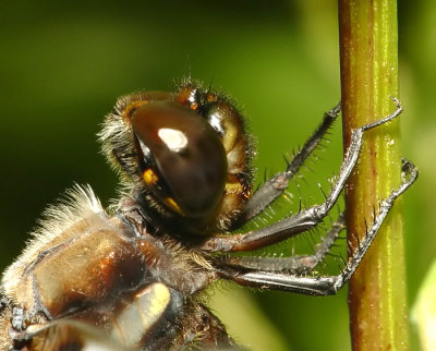 Dragonfly14.jpg