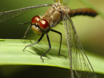 Dragonfly15.jpg
