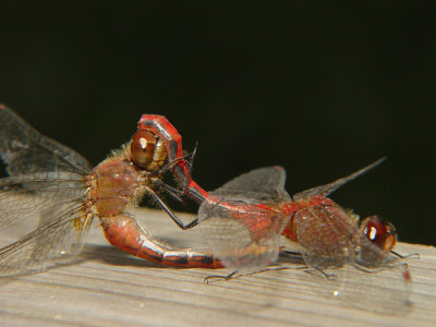 Dragonfly16.jpg