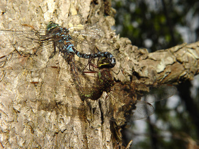 Dragonfly17.jpg