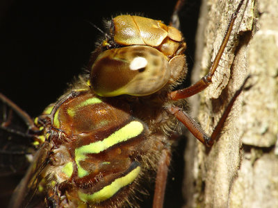 Dragonfly18.jpg