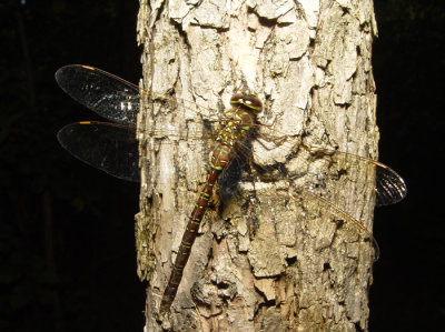 Dragonfly19.jpg