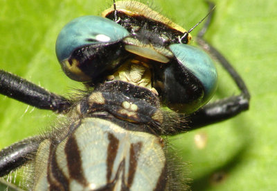 Dragonfly21.jpg